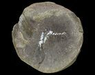 Pennsylvanian Fossil Shrimp (Pos/Neg) - Mazon Creek #70622-3